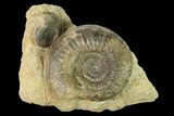 Two Bathonian Ammonite (Procerites) Fossils - France #152736-1
